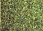 Cesped