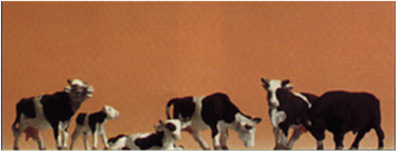 Vacas