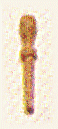Cabilla boj 14 M/M