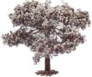 Almendro en flor