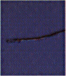 Lampara