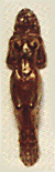 Mascarón de metal