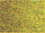 Cesped
