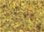 Cesped