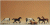Caballos
